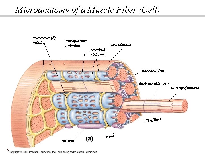 Microanatomy of a Muscle Fiber (Cell) transverse (T) tubules sarcoplasmic reticulum sarcolemma terminal cisternae