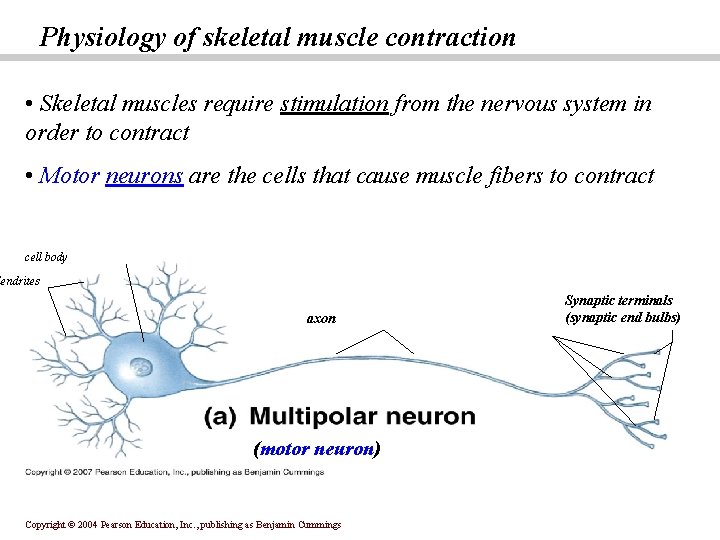 Physiology of skeletal muscle contraction • Skeletal muscles require stimulation from the nervous system