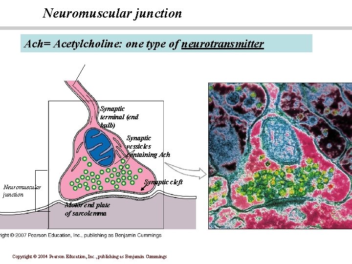 Neuromuscular junction Ach= Acetylcholine: one type of neurotransmitter Synaptic terminal (end bulb) Synaptic vessicles