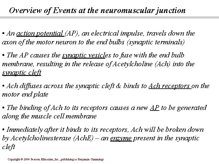 Overview of Events at the neuromuscular junction • An action potential (AP), an electrical