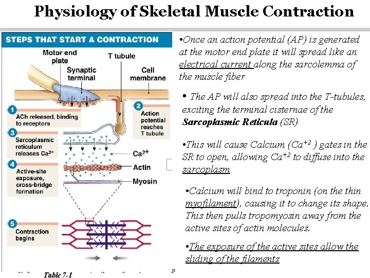 Physiology of Skeletal Muscle Contraction • Once an action potential (AP) is generated at