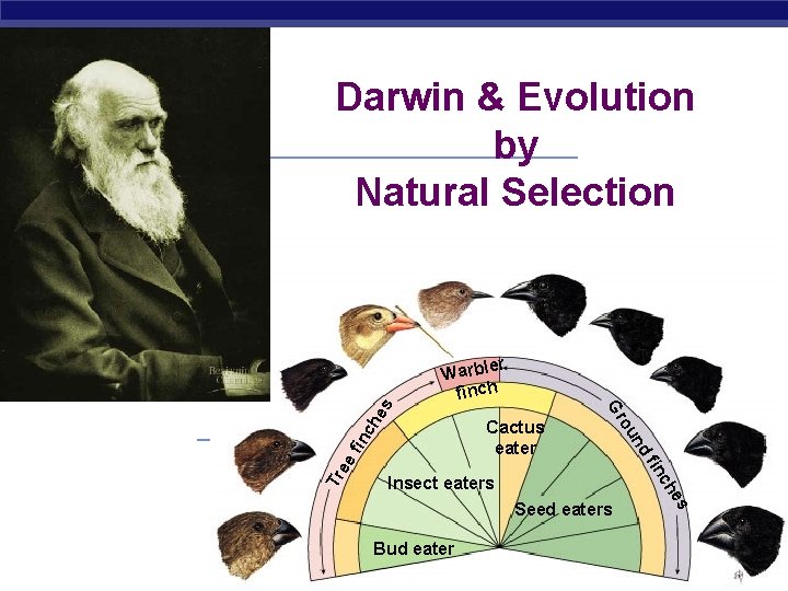 Darwin & Evolution by Natural Selection ch he fin c ee Tr fin Insect