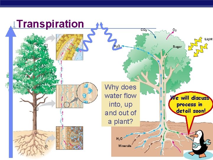 Transpiration Why does water flow into, up and out of a plant? We will
