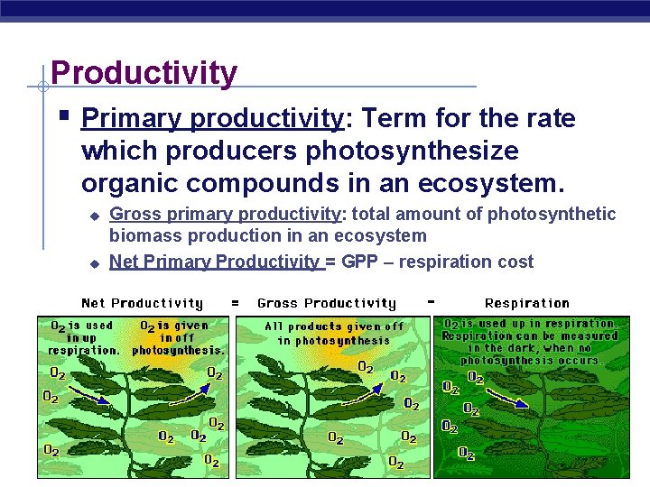 Productivity § Primary productivity: Term for the rate which producers photosynthesize organic compounds in