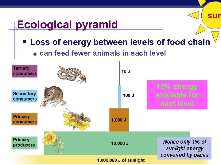 sun Ecological pyramid § Loss of energy between levels of food chain u can