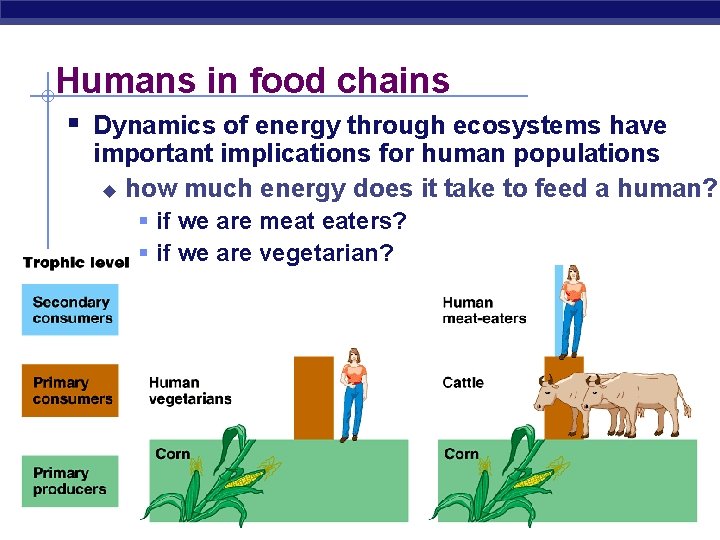 Humans in food chains § Dynamics of energy through ecosystems have important implications for