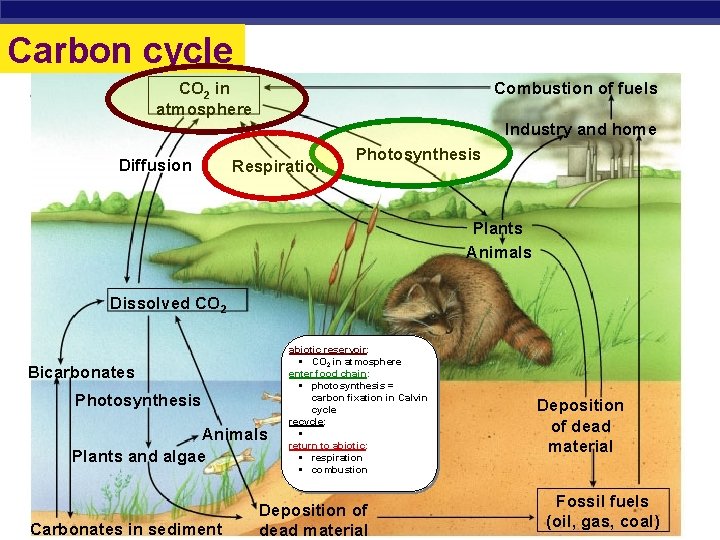 Carbon cycle CO 2 in atmosphere Combustion of fuels Industry and home Diffusion Respiration