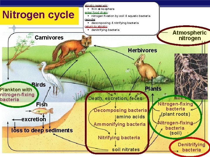 Nitrogen cycle abiotic reservoir: § N in atmosphere enter food chain: § nitrogen fixation