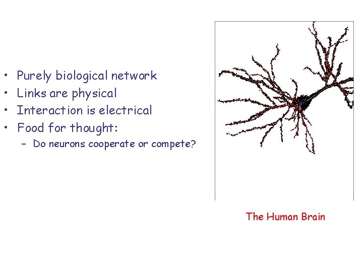 • • Purely biological network Links are physical Interaction is electrical Food for • • Purely biological network Links are physical Interaction is electrical Food for