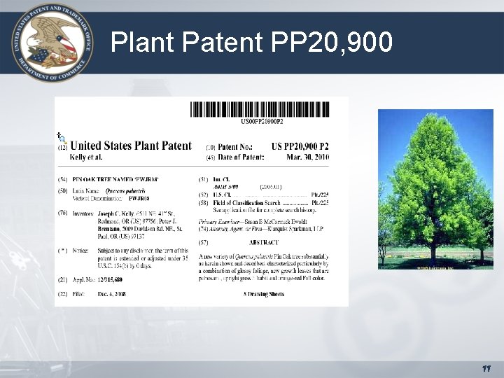 Plant Patent PP 20, 900 11 