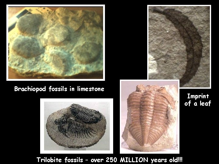 Brachiopod fossils in limestone Trilobite fossils – over 250 MILLION years old!!! Imprint of