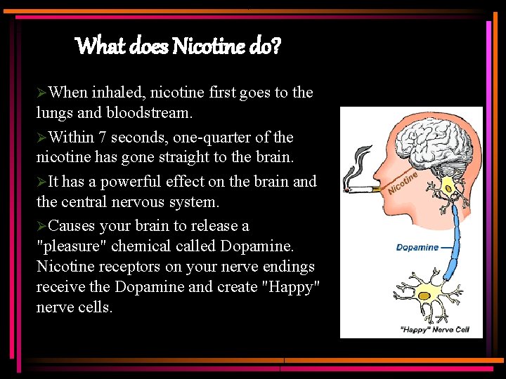 What does Nicotine do? ØWhen inhaled, nicotine first goes to the lungs and bloodstream.