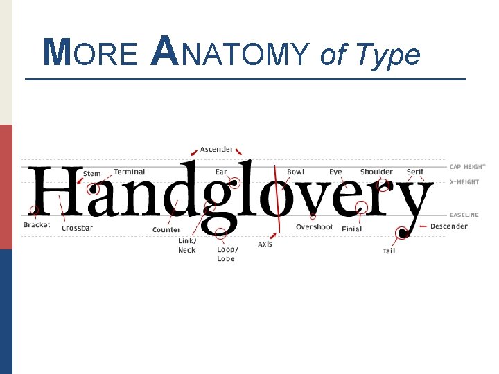 MORE ANATOMY of Type 