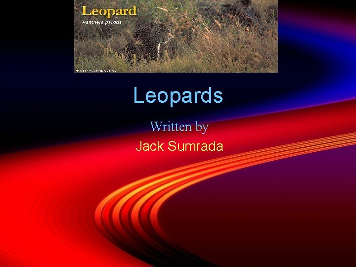 Leopards Written by Jack Sumrada 