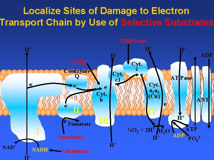 Localize Sites of Damage to Electron Transport Chain by Use of Selective Substrates TMPD-asc