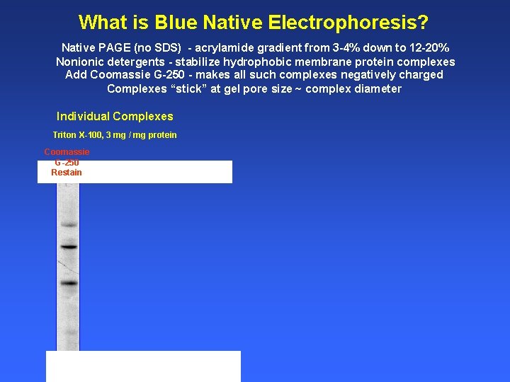 What is Blue Native Electrophoresis? Native PAGE (no SDS) - acrylamide gradient from 3