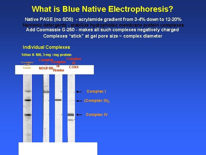 What is Blue Native Electrophoresis? Native PAGE (no SDS) - acrylamide gradient from 3