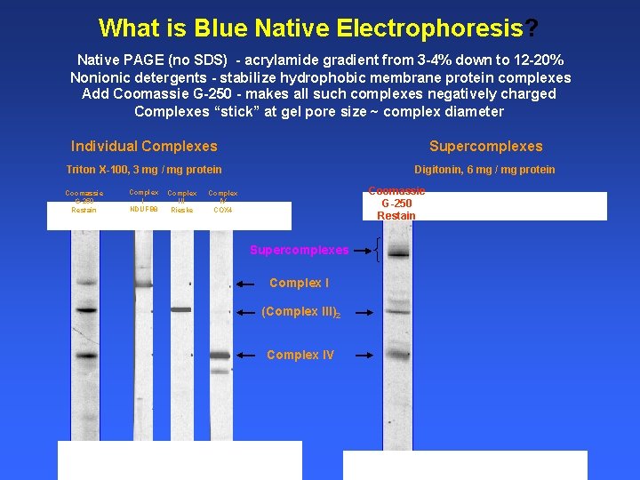 What is Blue Native Electrophoresis? Native PAGE (no SDS) - acrylamide gradient from 3