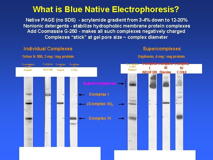 What is Blue Native Electrophoresis? Native PAGE (no SDS) - acrylamide gradient from 3