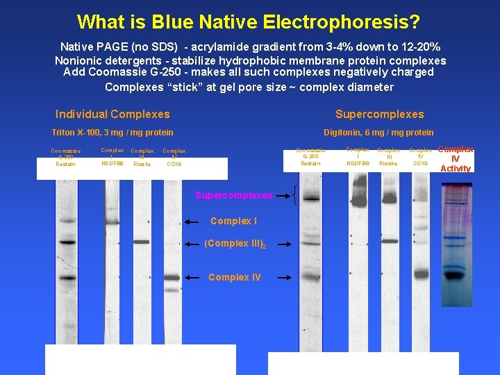 What is Blue Native Electrophoresis? Native PAGE (no SDS) - acrylamide gradient from 3