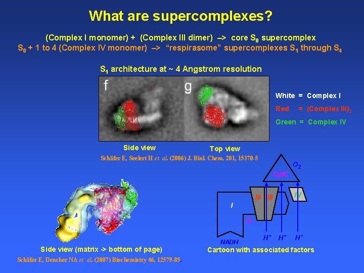 What are supercomplexes? (Complex I monomer) + (Complex III dimer) –> core S 0