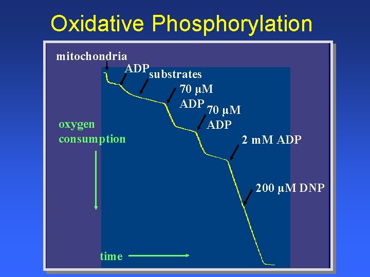 Oxidative Phosphorylation mitochondria ADPsubstrates 70 µM ADP 70 µM oxygen ADP consumption 2 m.
