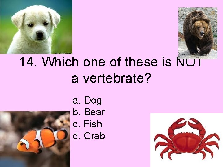 14. Which one of these is NOT a vertebrate? a. Dog b. Bear c.