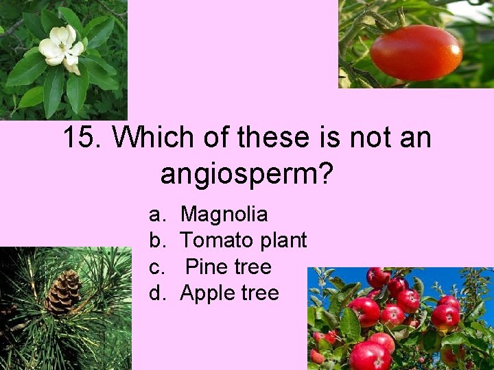 15. Which of these is not an angiosperm? a. b. c. d. Magnolia Tomato