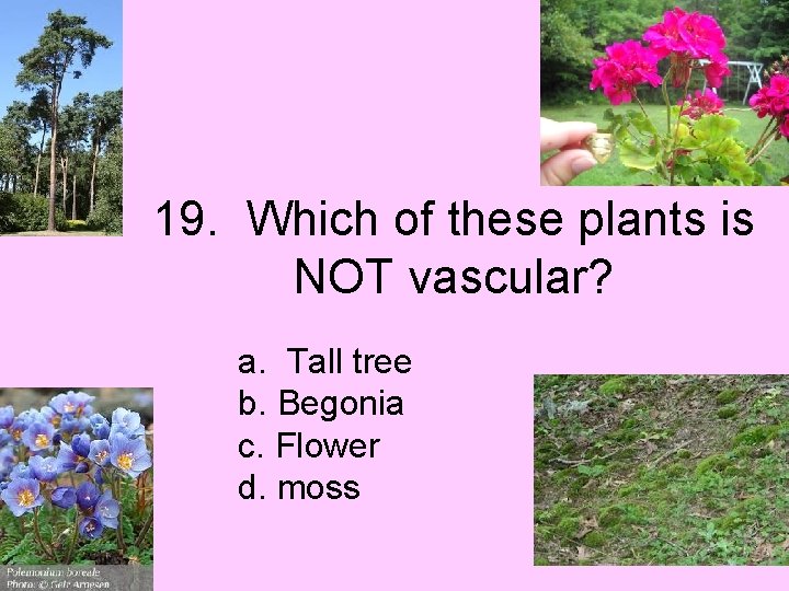 19. Which of these plants is NOT vascular? a. Tall tree b. Begonia c.