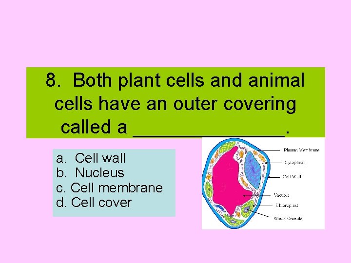 8. Both plant cells and animal cells have an outer covering called a _______.