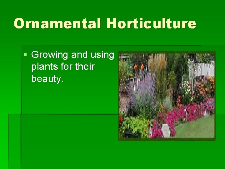 Ornamental Horticulture § Growing and using plants for their beauty. 