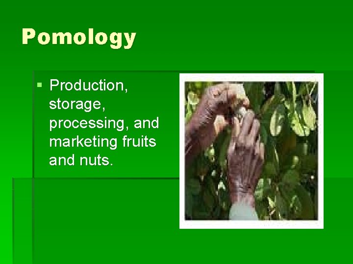 Pomology § Production, storage, processing, and marketing fruits and nuts. 