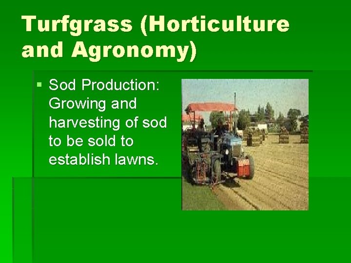 Turfgrass (Horticulture and Agronomy) § Sod Production: Growing and harvesting of sod to be