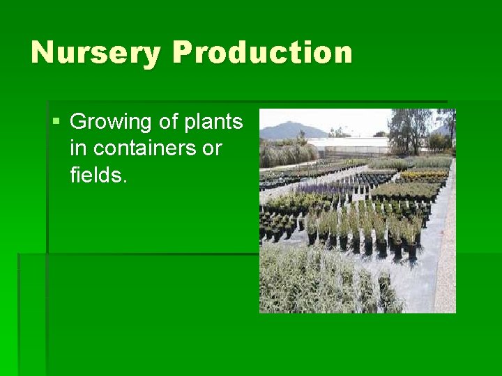 Nursery Production § Growing of plants in containers or fields. 