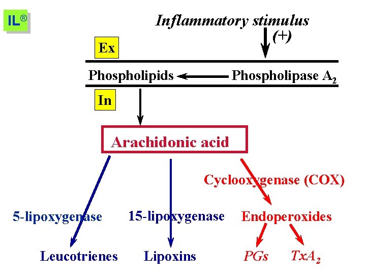 IL® Ex Inflammatory stimulus (+) Phospholipids Phospholipase A 2 In Arachidonic acid Cyclooxygenase (COX)