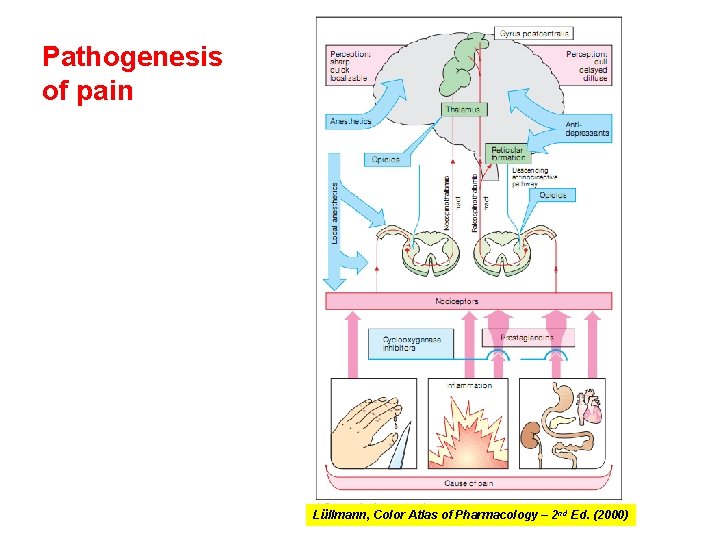 Pathogenesis of pain Lüllmann, Color Atlas of Pharmacology – 2 nd Ed. (2000) 