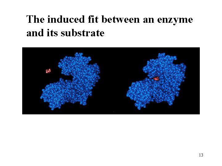 The induced fit between an enzyme and its substrate 13 