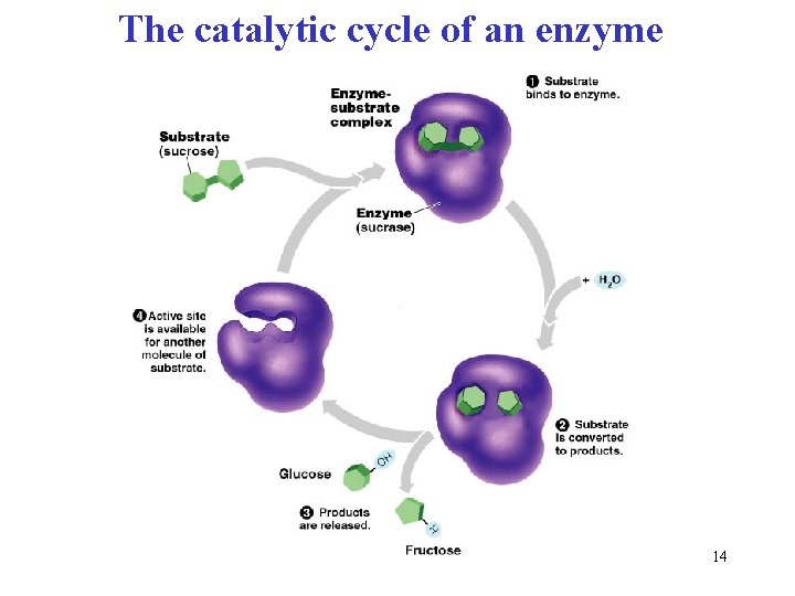 The catalytic cycle of an enzyme 14 