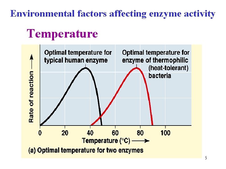 Environmental factors affecting enzyme activity Temperature 16 