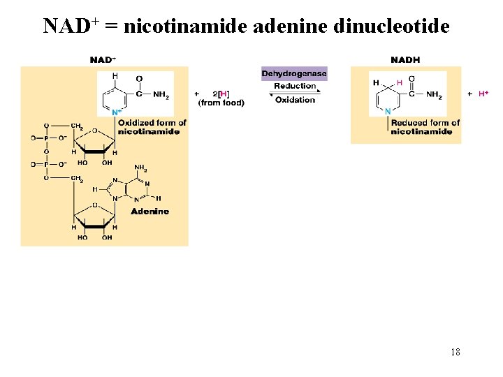 NAD+ = nicotinamide adenine dinucleotide 18 