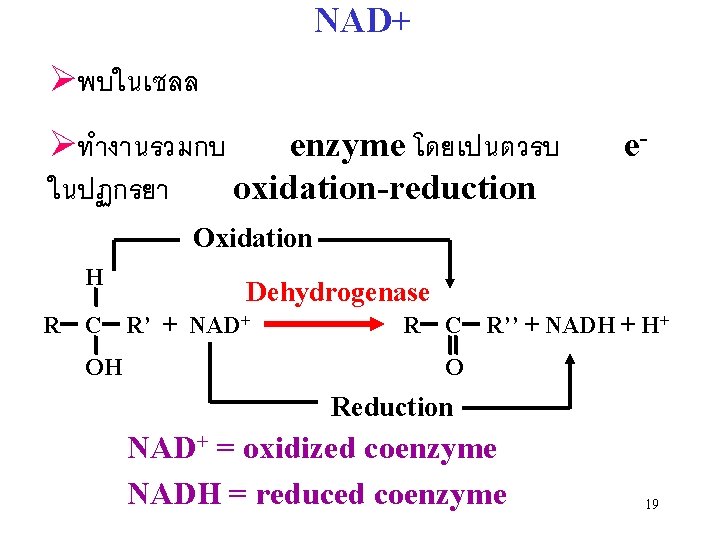 NAD+ Øพบในเซลล Øทำงานรวมกบ enzyme โดยเปนตวรบ ในปฏกรยา oxidation-reduction e- Oxidation H R C OH Dehydrogenase