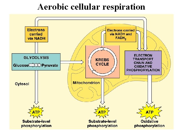 Aerobic cellular respiration 25 