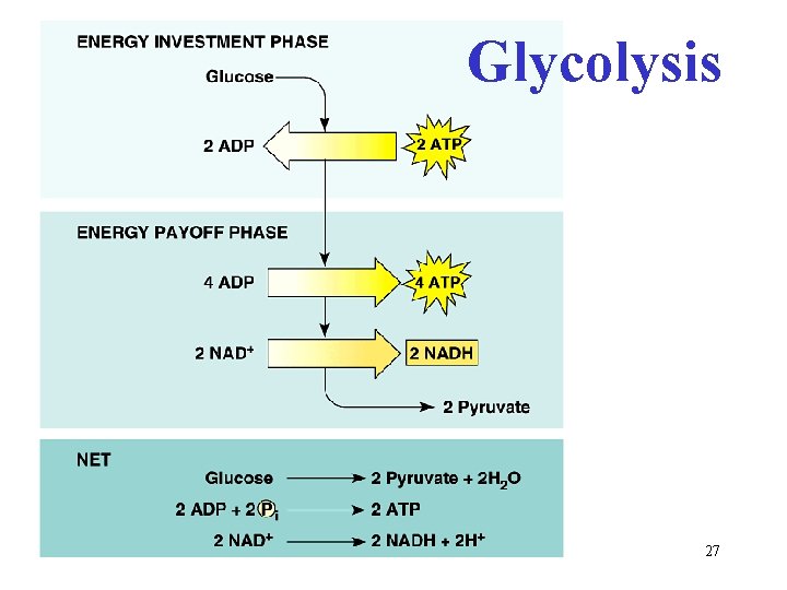 Glycolysis 27 