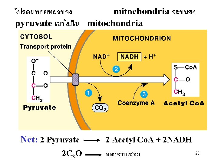 โปรตนทอยทผวของ mitochondria จะขนสง pyruvate เขาไปใน mitochondria Net: 2 Pyruvate 2 C 2 O 2