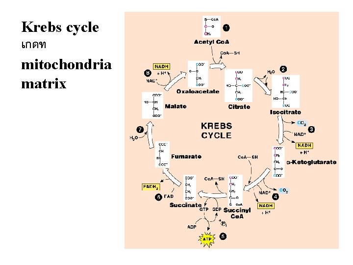 Krebs cycle เกดท mitochondria matrix 29 