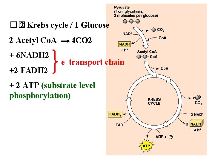 �� 2 Krebs cycle / 1 Glucose 2 Acetyl Co. A + 6 NADH