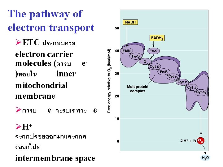 The pathway of electron transport ØETC ประกอบดวย electron carrier molecules (ตวรบ e)ทอยใน inner mitochondrial