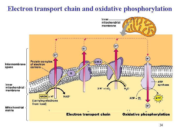 Electron transport chain and oxidative phosphorylation 34 
