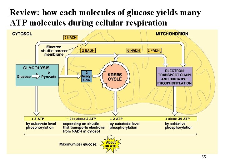 Review: how each molecules of glucose yields many ATP molecules during cellular respiration 35