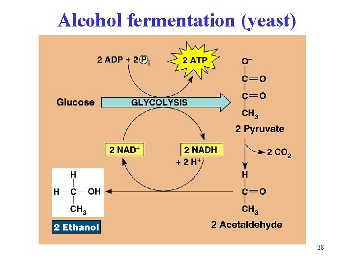 Alcohol fermentation (yeast) 38 